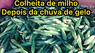 CONSEGUIMOS COLHER O MILHO DEPOIS DA CHUVA DE GELO