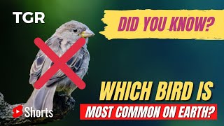 Which Bird is The Most Common on Earth? | Not Sparrow | #ShortVideo 019