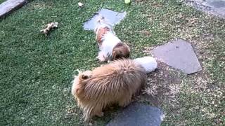 Pekingese Puppy Playing Rough