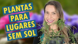 8 plantas de SOMBRA