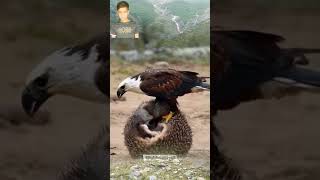 White Wild Eagle And White Animals