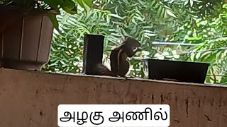 அம்மாவோட Friends காகம், அணில் இன்னும் பல............