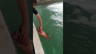 Ikan Senggarat naik geng..😍 #shorts #short #youtubeshorts #viral #shortvideo #fun #like #foryou