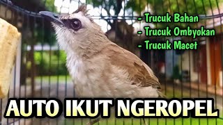 trucukan gacor EMOSI ROPEL PANJANG pancingan trucukan agar bunyi JADIKAN burung trucukan gacor NYAUT