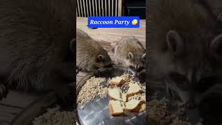 Raccoon party at the yard!!