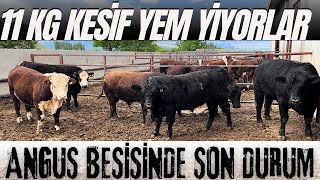 BESİ'NİN 7. AYINDA ANGUSLARIN SON DURUMU