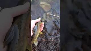 Nice little brownie for a sore eye! #shorts #subscribe #fish #fishing #browntrout #river