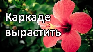 Каркаде вырастить цветок