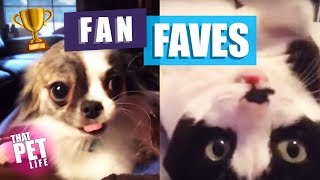 Best of That Pet Life 2018! | Funny Pets and Animals