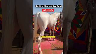 पुष्कर मेले का सबसे मंहगा घोड़ा #pushkarmela2024 #cattlefair #pushkarmelafair #pushkarmela #hoursel