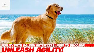 Agility with Golden Retrievers: How to Succeed!