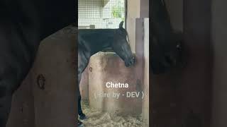 #horse #horseriding #horselover #horsepower #horses #viral ( Mare- Chetna ) sire - Dev  #shortsvideo