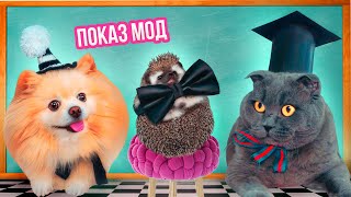 ШКОЛЬНЫЙ ПОКАЗ МОД - КОСТЮМЫ для Котика, Пёсика и Ежика | Чей ОБРАЗ Лучше? | Кот Баттерс