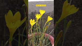 rain Lilly #the_home_botanist #youtubeshorts #flowers