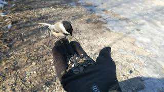 Black-capped Chickadees, Riverwood Conservancy, 01/09/21