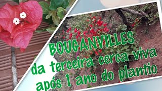 Atualização da TERCEIRA CERCA VIVA de BOUGANVILLE