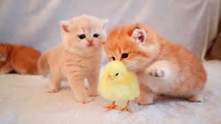 「かわいい猫」 おもしろ猫動画 - 最も面白い猫の映画 #3