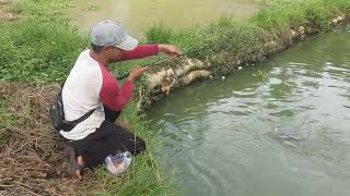 mancing ikan patin