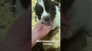 The #newfoundlanddog litter goes crazy when we are in their pen! #puppies #shorts #dogs #love