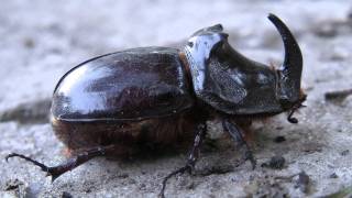 Бръмбар носорог (Oryctes nasicornis),macro, Full HD