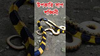 উপকারী সাপ শঙ্খীিনী কিভাবে অন্য সাপ ধরে খায় জানুন Banded Krait #snake #সাপ