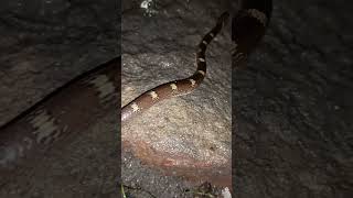 indian snake #nonvenomous #snake #shorts #ytshorts #bokaro #short #shortvideo #ytshort #yt #phusro