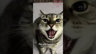 Funny Animals Videos 🤣 | Ep. 418 #shorts #viral #funny