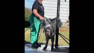 Bathing my #neapolitanmastiff #mastino #doglover #dogs