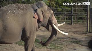 How do Elephants Talk? — Columbus Zoo Qs