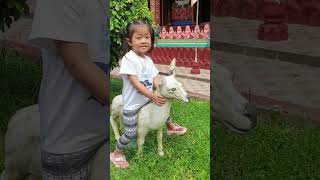 Riding reindeer at pagoda #shorts #riding #rider #reindeer #pagoda