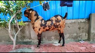 for sell big andu Goats Chauhan Goats Farm