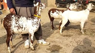 Mohammad pur Mandi | Teddy Bakriyan | Bakra mandi | Goat Farming | Teddy kids | Barbari Goats | 2024