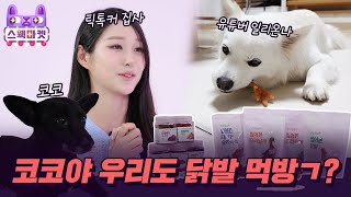 '역시 씹어본 강쥐들이 잘 먹는다고~'ㅣ오래씹는 리얼 맛도리 강아지 간식 2+1🐶ㅣ냥심멍심x스웩마켓