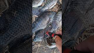 Yowww isang tumpok na Tilapia #hectortvvlogs #fishing #shorts