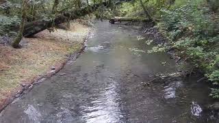 Cheakamus Centre Upper Paradise Channel Pink Salmon spawning