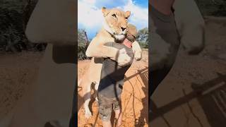 friendship between man and lion #shorts #viral #trending