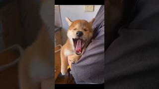 Witness the CUTEST Dogs Yawning Moments Ever!