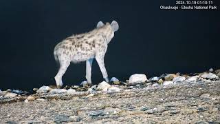 Spotted Hyena enjoying a cool drink