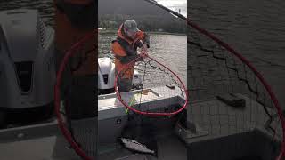 King Salmon 2nd Chance Net Job! #alaska #fishing #kingsalmon #juneau #shorts