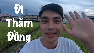 Thăm Đồng Vào Chiều Muộn | Lúa Nước Ở Nhật Bản