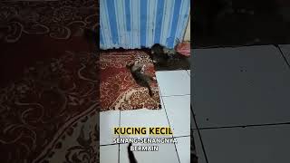 KUCING KECIL LAGI SENANGNYA BERMAIN #dafsfamilychannel #cat #kucingbermain #cutecats #babycats