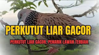 Gila! Suara Perkutut Raja GACOR Bikin Lawan Kewalahan Liar dan Nyaring