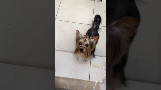 Mi Yorkie después de su baño Chiens Artîsan