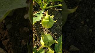 Break two tomatoes to make the vegetable tasty #nature #farming #tomato #shorts