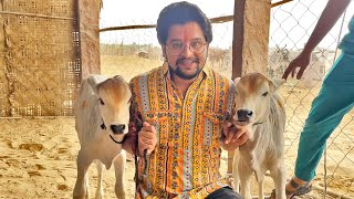 क्या गाय के भी जुड़वा बच्चे होते है😱😱😱#baawalechorevlogs #cowlover #cowvlog #baawalechorecows