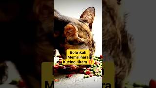 Bolehkah Memelihara Kucing Hitam ⁉️ #kucinglucu #kucingimut #viral #shortsfeed