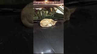 Cat  sleeping  on a car 🚗 soo cute 🥺🥰