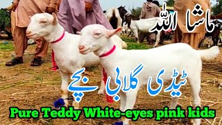 bakra mandi 2024 tando adam