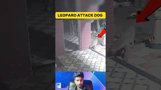 Devil Leopard Attacks on Sleeping Dog in Hariyana-India