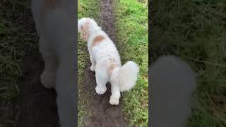 Lunch Time Walk with Hugo the Australian Labradoodle Parti Boy #dogs #puppy #shorts #fyp